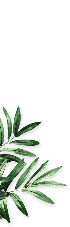 时光§璃月采集到绿植素材