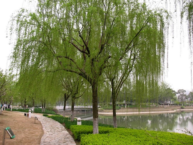 垂柳2