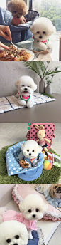 棉花糖 Schnauzer Bichon ​​​​ins：hazelnut_dog ​​​​