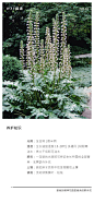 茛力花'养护知识