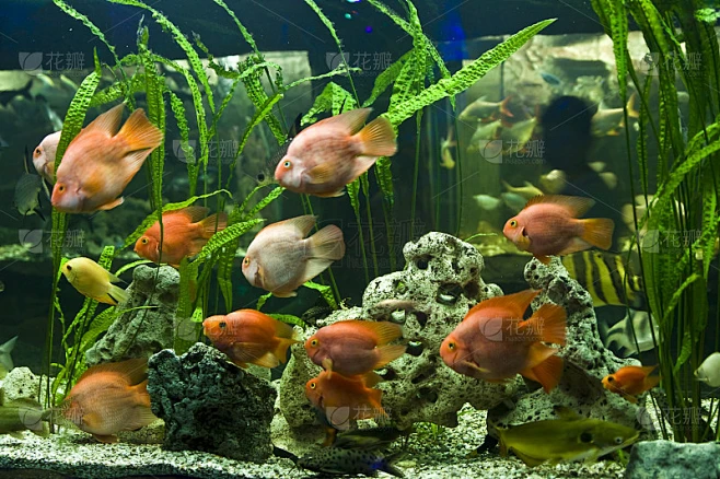 Fish-parrot(鹦嘴鱼科)素材-花瓣网