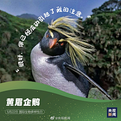 司小隐采集到Banner/配图