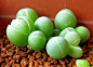 Gibbaeum heathii