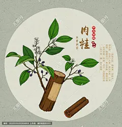 肉桂 玉桂 牡桂 菌桂 桂皮 手绘肉桂 药用植物 药植物 书籍插图 本草纲目 草药科普 手绘中草药 花草图案 草药包装插画 复古医书草药插图