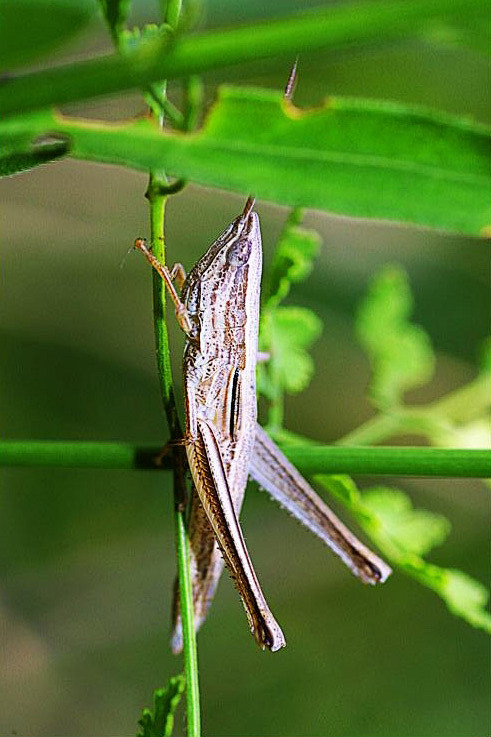 直翅目蝗亚目蚱总科菱蝗总科蚱菱蝗