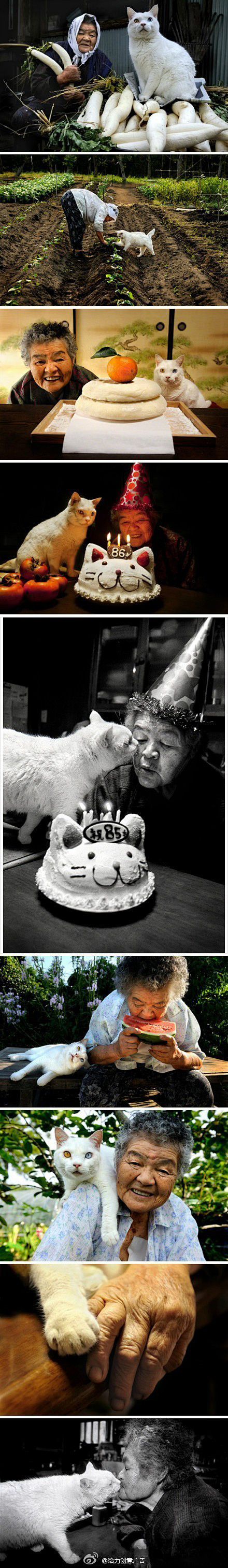 老奶奶和猫咪的故事