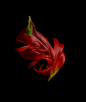 Parrot Tulips : ---