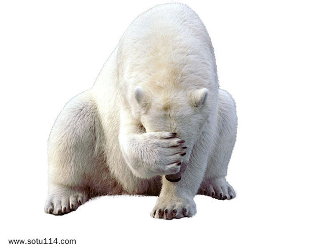 极地白熊PNG图片png免抠元素动物元素...