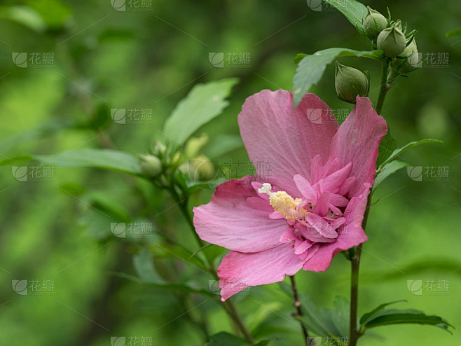 美丽的沙伦玫瑰之花