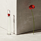 KENZO | FLOWER BY KENZO - Coffret Eau de Parfum : Cette année, offrez-lui le parfum iconique Flower By Kenzo, incontournable de la fête des Mères !
 En 2020, Kenzo vous invite à célébrer les Mamans en habillant ses coffrets d'élégants kimonos aux couleurs