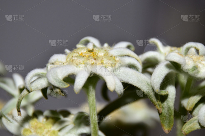火绒草,水平画幅,无人,符号,夏天,仅一朵花,巴伐利亚,白色,植物,奥地利