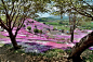 日本北海道芝樱公园——花的海洋，粉色的世界案例欣赏 - 知末全球案例