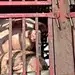 躲进森林