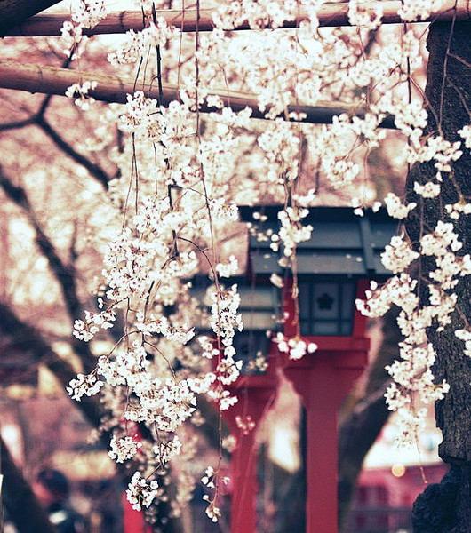 桜花，坂道，神社，古典