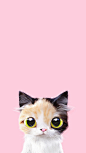 猫咪
