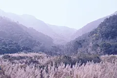 佟满  的插画 芦苇群