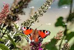 蝴蝶 花 花卉背景 花壁纸 授粉 昆虫 飞虫 蝴蝶的翅膀 盛开