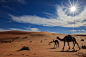 #美景#Tariq Almutlaq的作品《Camels life》 #500px#