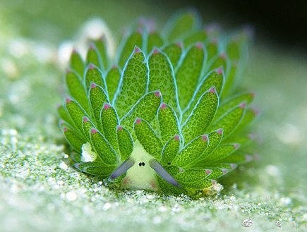 霓虹精选海蛞蝓也称叶羊在日本到菲律宾一带的海里发