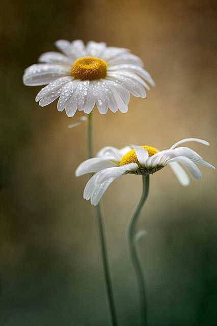 daisies