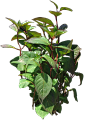 八仙花17