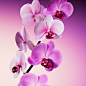 Flora - Orchid :: Behance