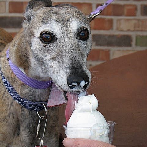 21 Greyhounds That A...