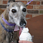 21 Greyhounds That Are Sexier Than You, And They Know It