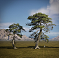 Pine Tree