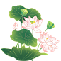 荷花