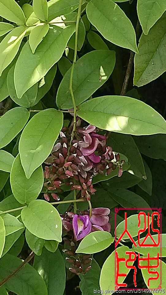 每天一药第62期香花鸡血藤