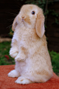 兔形目·古兔亚科·穴兔属：英国垂耳兔