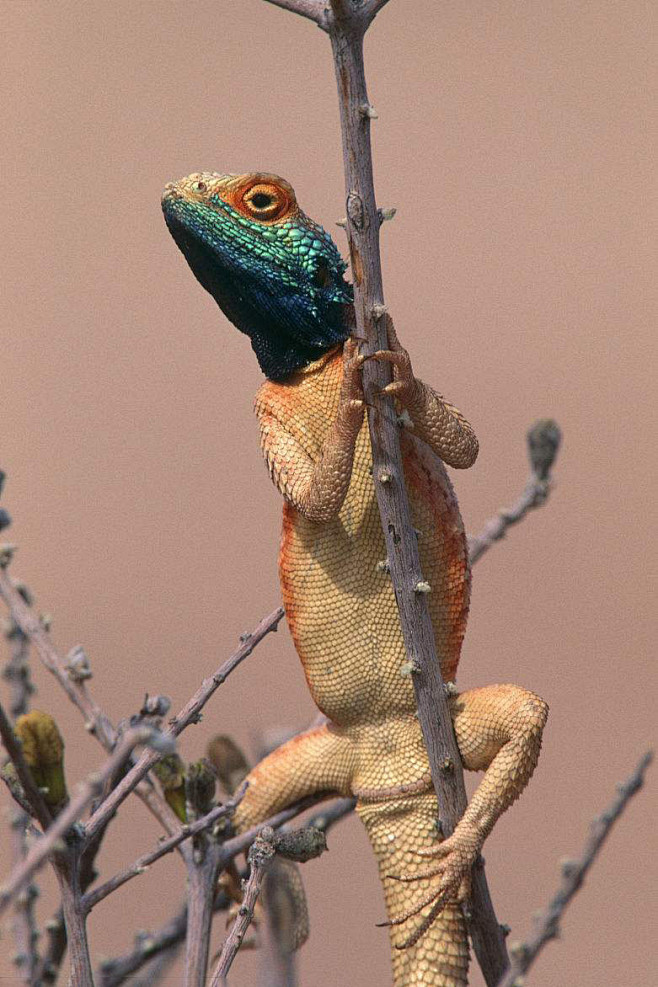 蜥蜴目鬣蜥科地鬣蜥属地鬣蜥