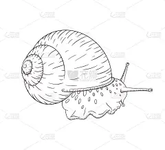 手绘花园蜗牛线性素描孤立矢量插图在复古风格