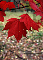 Red Maple Leaves