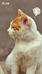 萌萌哒猫咪可爱配图
#猫咪##萌宠# #喵星人#