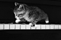 瞬化了了，会弹钢琴的猫咪