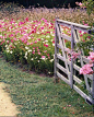 cosmos pasture- I love Cosmos!