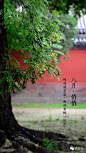 108张图看尽紫禁城的春夏秋冬 : 本文来自：微故宫（ID：weigugong），版权归其所有。 　　办公室门前有棵杏树，每逢三月便满树花开，之后硕果累累，最后落叶归根。 如此岁月往复，让我们萌生了记录紫禁城 一年中的景色的想法。 如今春去春又归，紫禁