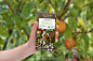 Nature Organic Chocolates : Illustration & packaging for Nature Organic chocolates