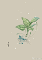 #365天生日花#  <br/>5月26日 万年青(Rhoeo spathacea)<br/>花语：永恒的爱