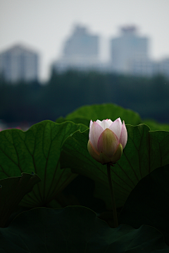 小沫ル采集到♔_夏荷之美