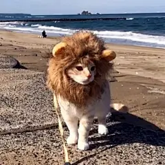 一只总是装扮成狮子的猫，怕不怕？ : 　　一只总是装扮成狮子的猫。I'm the king of the world！ 　　 　　 　　 　　 　　 　　 　　 　　 　　