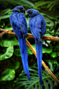 Hyacinth Macaws