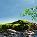 苔藓自然户外河边石头树木电商背景