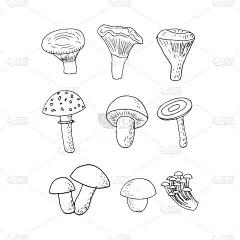 森林蘑菇集素描手绘涂鸦。图标，卡片，海报，矢量，单色。牛肉菌、蝇木耳、鸡油菌、红菇、香菇、蜂蜜木耳。