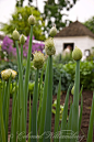 Welsh Onions  in the Potager