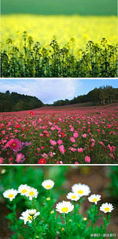 冬日-阳光采集到花草