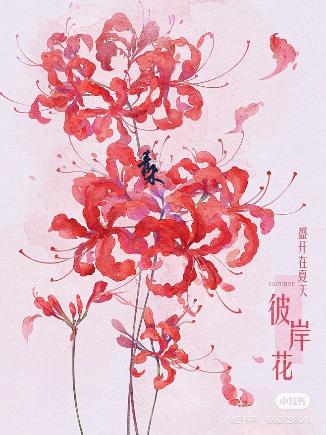 花卉插画水彩