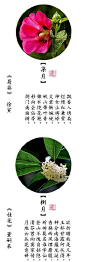 十二个月份的花语诗词